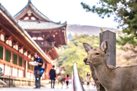 奈良観光 モデルコース 1泊2日 ～鹿と歴史の調和を探る旅～